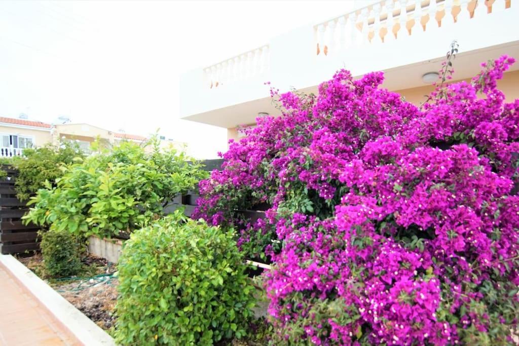 Central Pool-Side 2 Bedroom Apartment In Paphos Eksteriør bilde